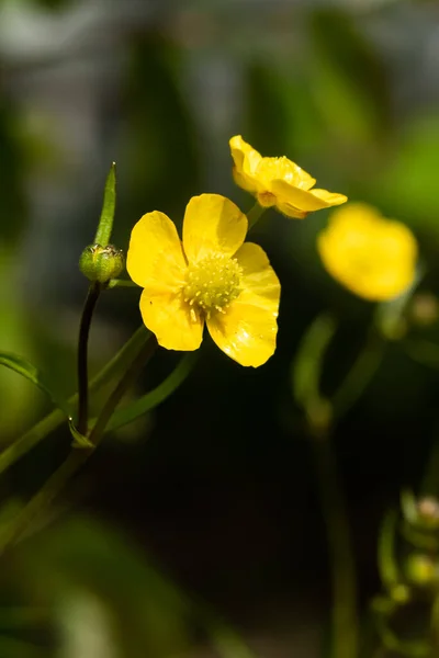 Fechar Amarelo Wildflower Buttercup Pântano Calêndula Com Haste Verde Fundo — Fotografia de Stock