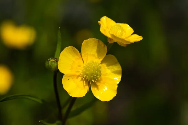 Fechar Amarelo Wildflower Buttercup Pântano Calêndula Com Haste Verde Fundo — Fotografia de Stock