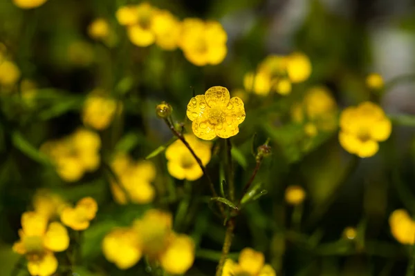 Fechar Amarelo Wildflower Buttercup Pântano Calêndula Com Gotas Chuva Fundo — Fotografia de Stock