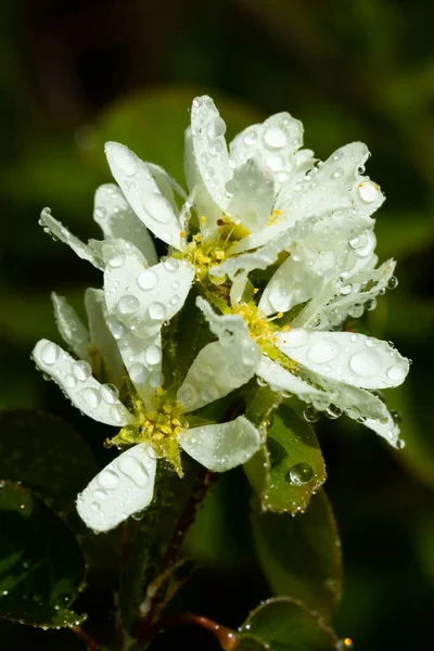 Flores Brancas Shadberry Florescendo Com Gotas Chuva Jardim Home — Fotografia de Stock