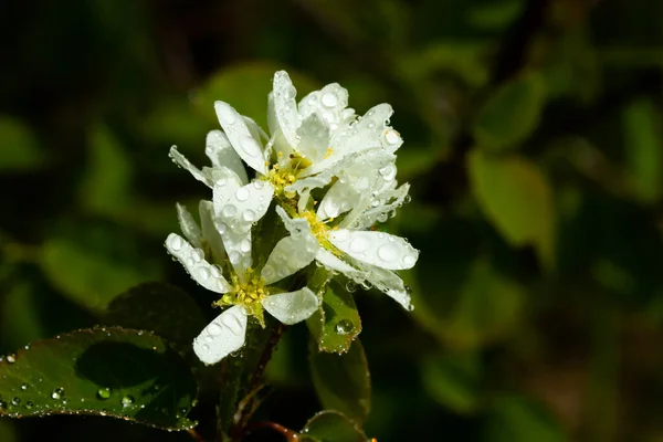Una Flor Mora Flores Blancas Con Gotas Lluvia Jardín Casero — Foto de Stock