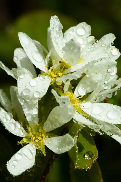 집안의 정원에 빗방울이 진들딸기 — 스톡 사진