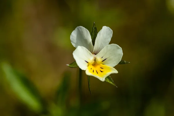 Hermosa Flor Pantalón Blanco Amarillo Jardín Primavera — Foto de Stock