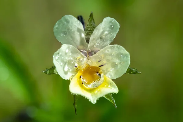Hermosa Flor Pantalón Blanco Amarillo Con Gotas Lluvia Jardín Primavera — Foto de Stock