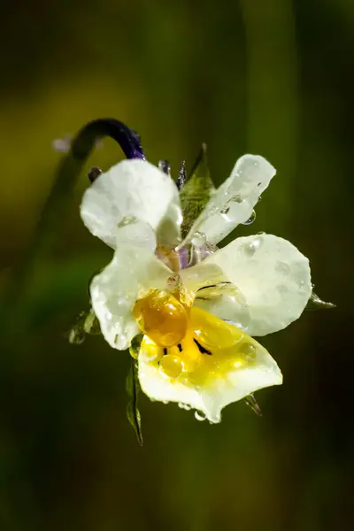 Hermosa Flor Pantalón Blanco Amarillo Con Gotas Lluvia Jardín Primavera — Foto de Stock