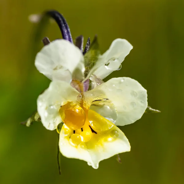 Hermosa Flor Pantalón Blanco Amarillo Con Gotas Lluvia Jardín Primavera — Foto de Stock