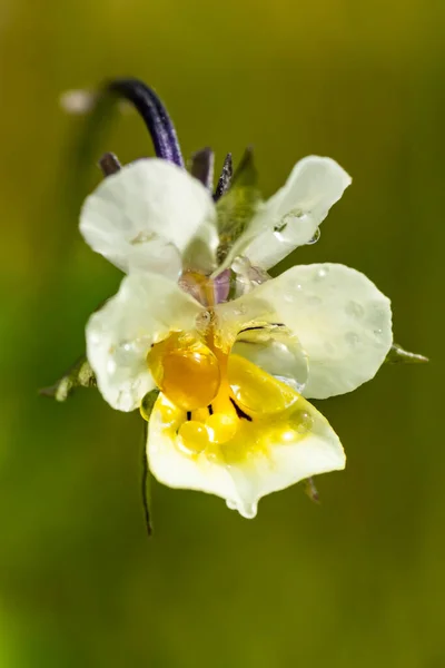 春の庭に雨滴と美しい白黄色のパンジーの花 — ストック写真