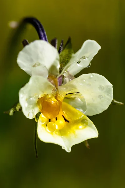 Hermosa Flor Pantalón Blanco Amarillo Con Gotas Lluvia Jardín Primavera — Foto de Stock