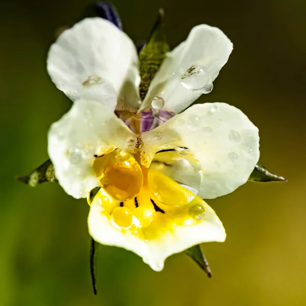 Hermosa Flor Pantalón Blanco Amarillo Con Gotas Lluvia Jardín Primavera — Foto de Stock