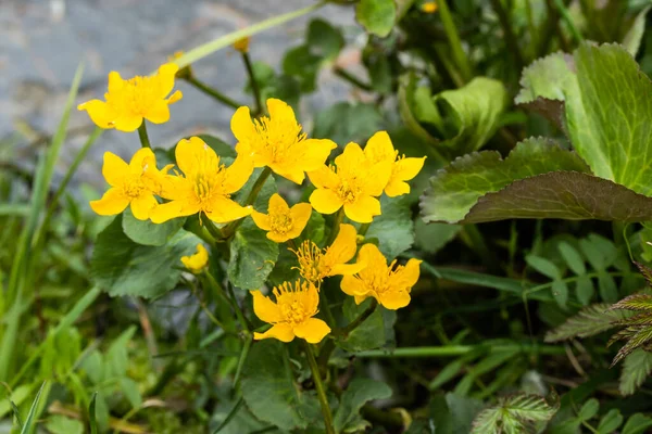 Blossoming Marsh Marigold Water Spring — Stock Photo, Image