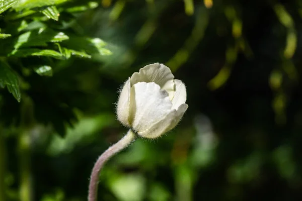 Anémona Blanca Nikoensis Jardín Primavera —  Fotos de Stock