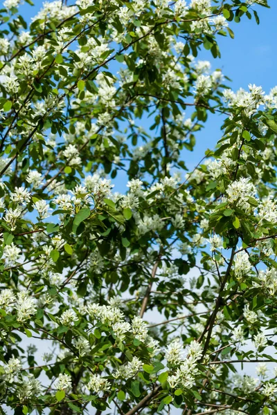 Цветущая Клубника Белые Цветы Фоне Неба — стоковое фото
