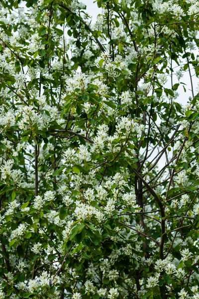 Цветущая Клубника Белые Цветы Фоне Неба — стоковое фото