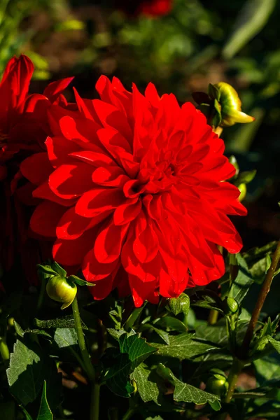 庭で成長する赤いダリアの花 — ストック写真