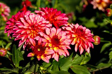 Bahçede yetişen pembe iki renkli yıldız çiçekleri.