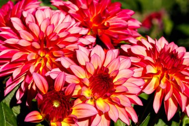 Bahçede yetişen pembe iki renkli yıldız çiçekleri.