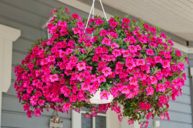 Calibrachoa veya çan çiçeği, ekilmiş bir milyon çanın çiçeği, Calibrachoa x melezi
