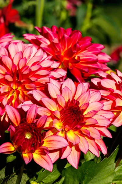 Rosa Bicolor Dahlia Blommor Som Växer Trädgården — Stockfoto