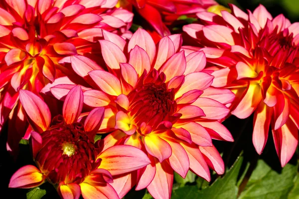 Rosa Bicolor Dahlia Blommor Som Växer Trädgården — Stockfoto