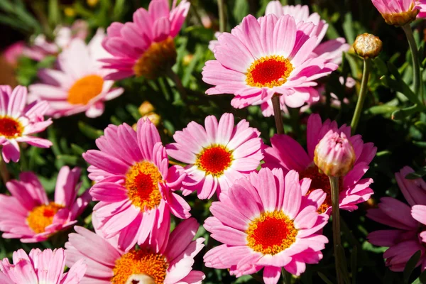 Blooming Pink Marguerite daisy or Paris daisy or Argyranthemum frutescens in the garden