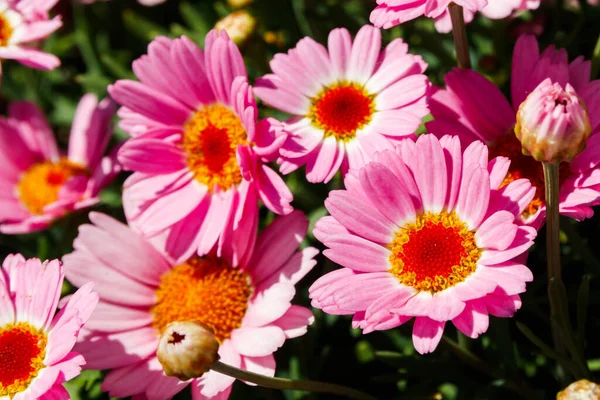 Blooming Pink Marguerite daisy or Paris daisy or Argyranthemum frutescens in the garden