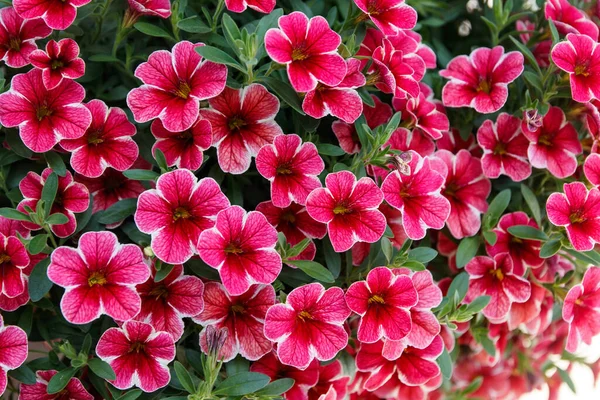 Calibrachoa Veya Çan Çiçeği Ekilmiş Bir Milyon Çanın Çiçeği Calibrachoa — Stok fotoğraf