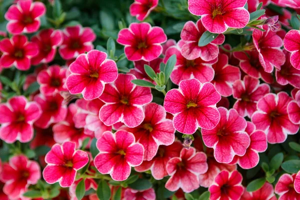 Calibrachoa Oder Glockenblume Blume Einer Kultivierten Million Glocke Calibrachoa Hybrid — Stockfoto