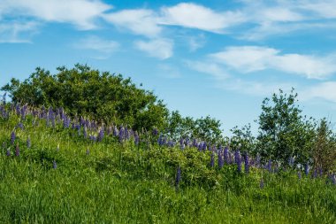 Yazın mavi lupin çiçekli yamaç