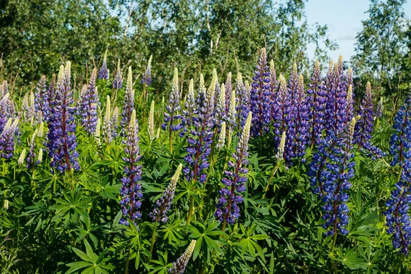 Lupinenfeld Mit Blauen Blüten Sommer — Stockfoto