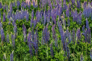 Yazın mavi çiçekli Lupine tarlası