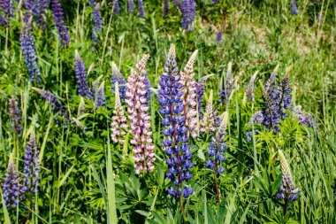 Yazın mavi çiçekli Lupine tarlası