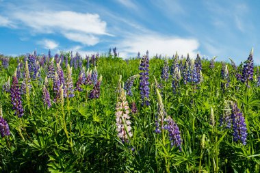 Yazın mavi çiçekli Lupine tarlası