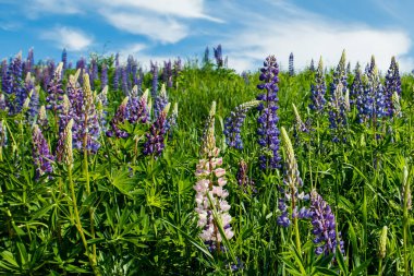 Yazın mavi çiçekli Lupine tarlası