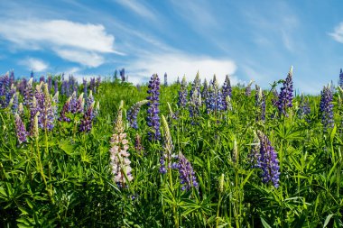 Yazın mavi çiçekli Lupine tarlası