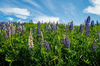 Yazın mavi çiçekli Lupine tarlası