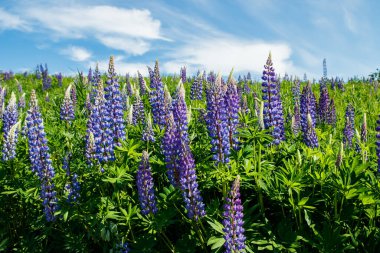 Yazın mavi çiçekli Lupine tarlası