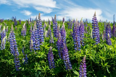 Yazın mavi çiçekli Lupine tarlası