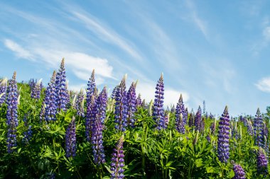 Yazın mavi çiçekli Lupine tarlası