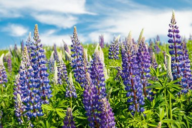 Yazın mavi çiçekli Lupine tarlası