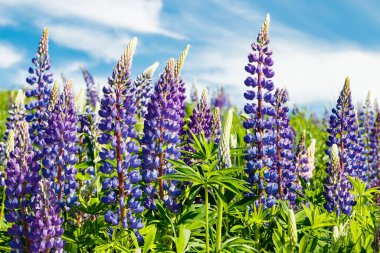 Yazın mavi çiçekli Lupine tarlası