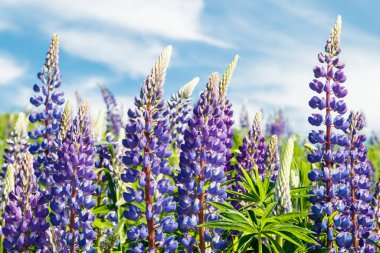 Yazın mavi çiçekli Lupine tarlası