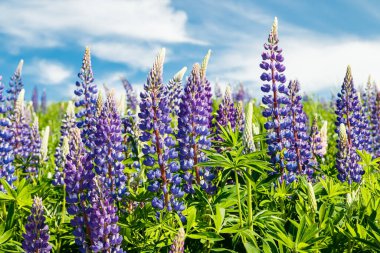 Yazın mavi çiçekli Lupine tarlası