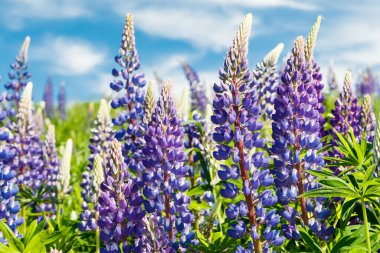 Yazın mavi çiçekli Lupine tarlası