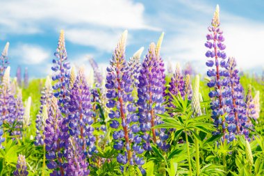 Yazın mavi çiçekli Lupine tarlası