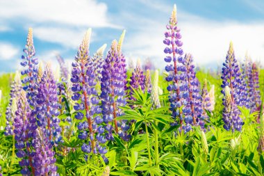 Yazın mavi çiçekli Lupine tarlası