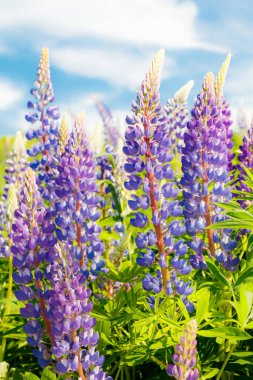 Yazın mavi çiçekli Lupine tarlası