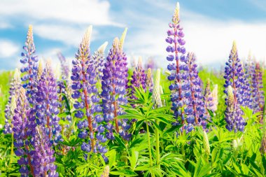 Yazın mavi çiçekli Lupine tarlası