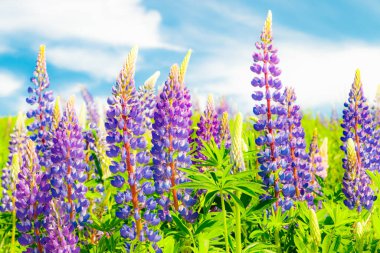 Yazın mavi çiçekli Lupine tarlası