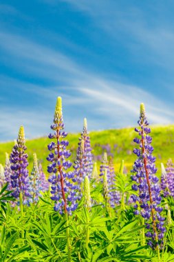 Yazın mavi lupin çiçekli kayak yamacı