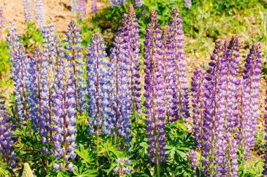 Yazın mavi çiçekli Lupine tarlası